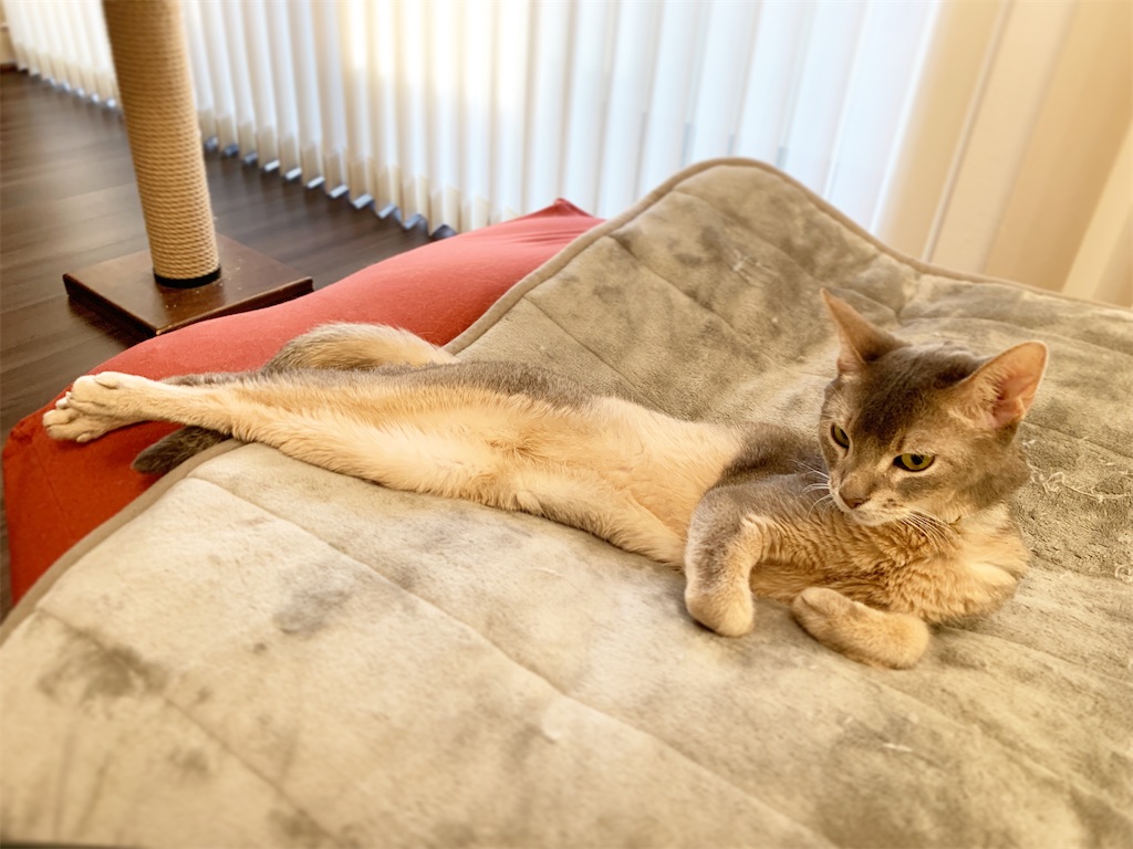 f:id:sawa-kaz:20200321222339j:image