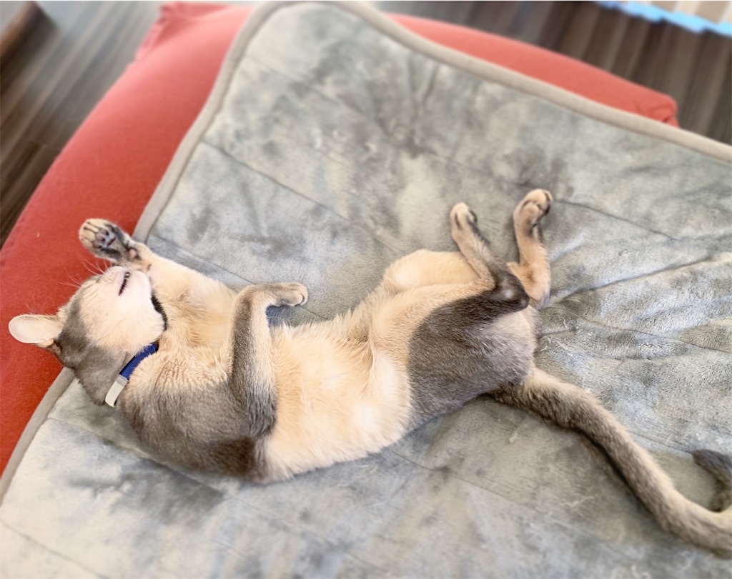 f:id:sawa-kaz:20200321222513j:image