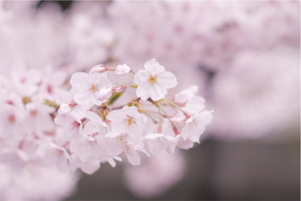 f:id:sawa_goto:20160402225734j:image f:id:sawa_goto:20160402225734j:image