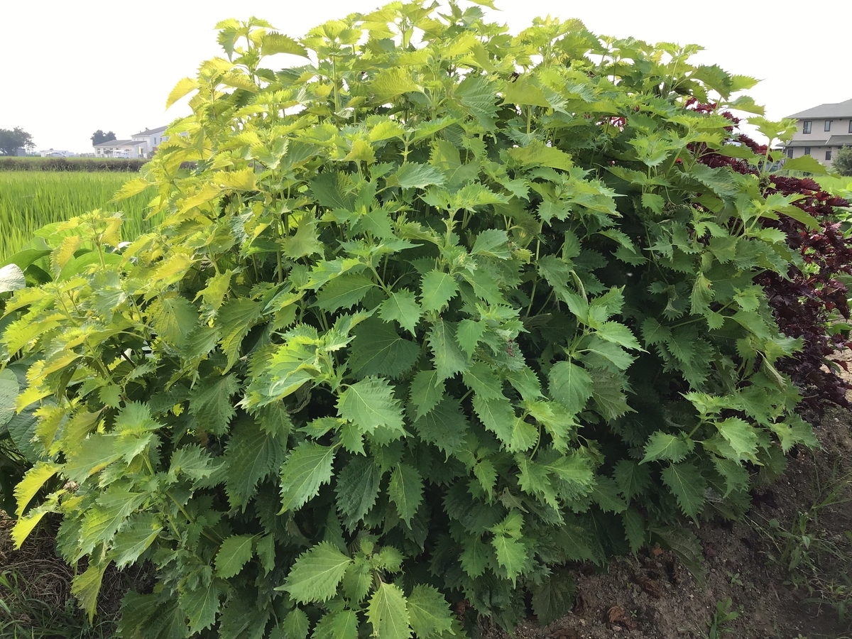 f:id:sawadapiyo:20190810205522j:plain f:id:sawadapiyo:20190810205522j:plain