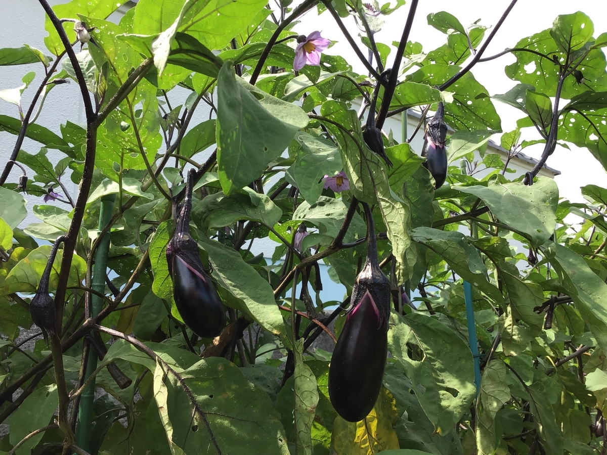 f:id:sawadapiyo:20190913094335j:plain f:id:sawadapiyo:20190913094335j:plain