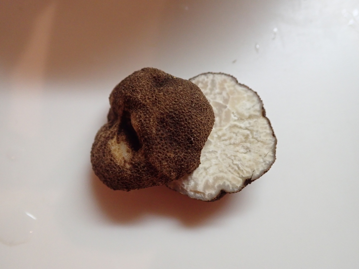 国産トリュフことイボセイヨウショウロの発生場所と探し方について