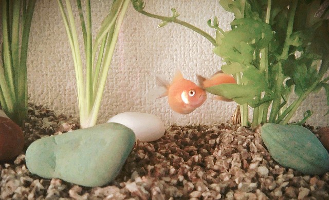 生き物を飼う 育てる 3歳児と金魚 初心者が試してよかった金魚の水槽 まますてっぷ いちにのさん 生き物を飼う 育てる 3歳児と金魚 初心者が試してよかった金魚の水槽 まますてっぷ いちにのさん