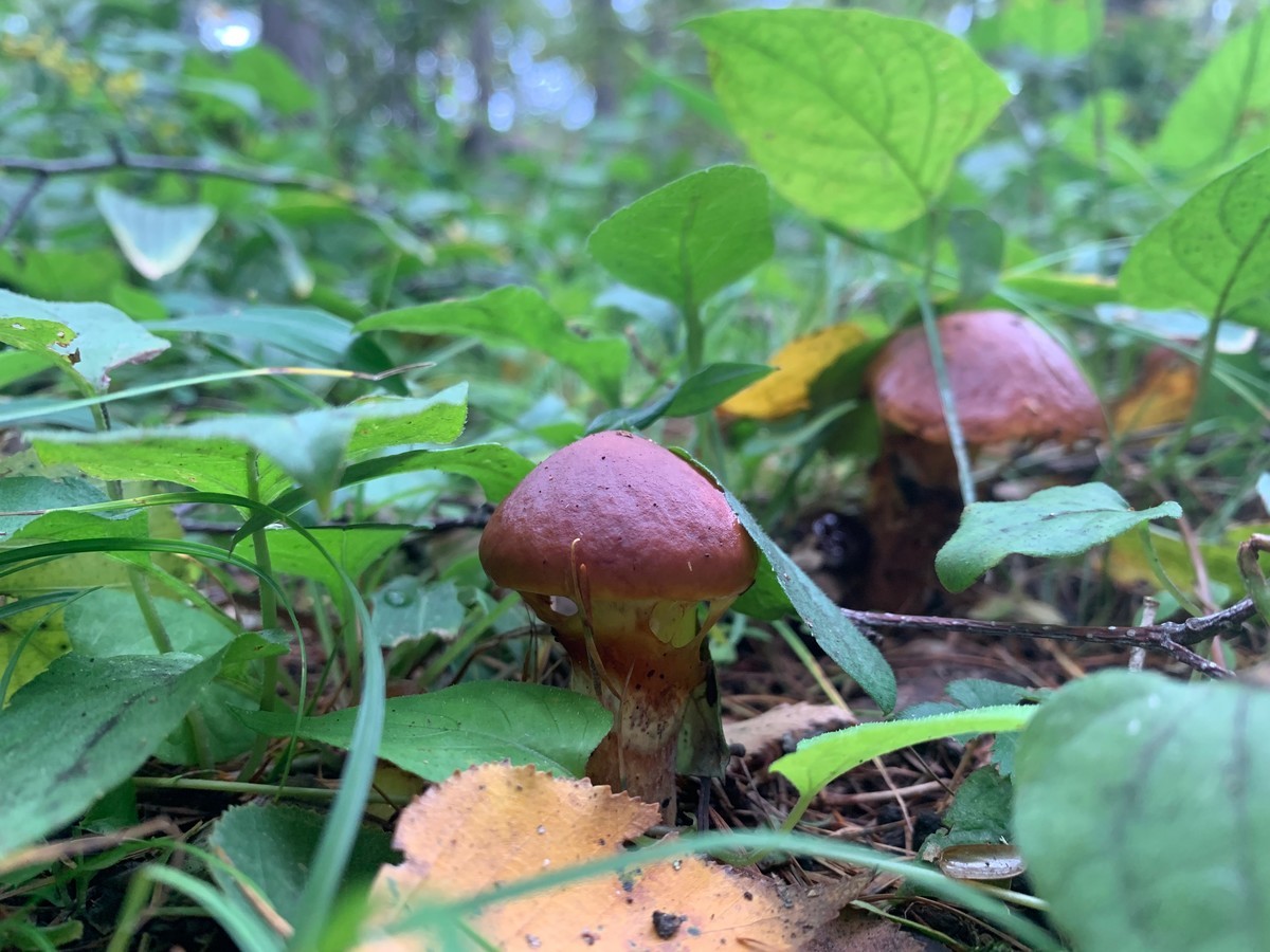 きのこ回文 リコボウ誇り 作詞 作曲 歌 おおうち もとひろ 関東きのこの会 きのこ情報ポータルサイト