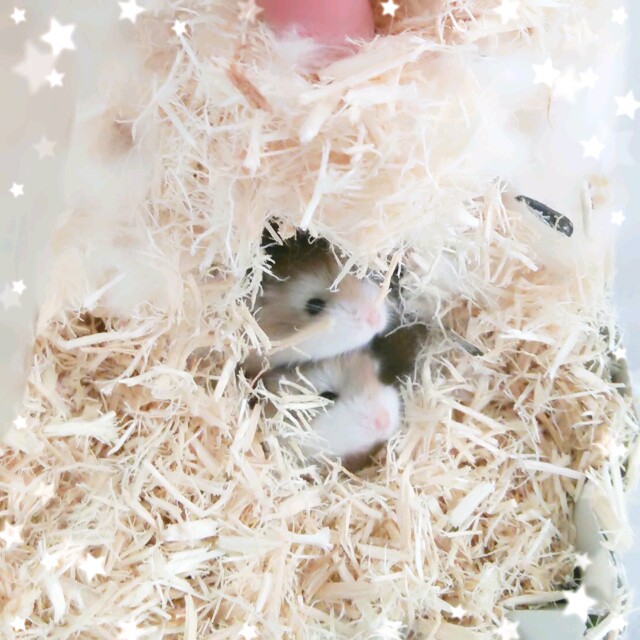 f:id:saxxxkr:20160612211537j:plain