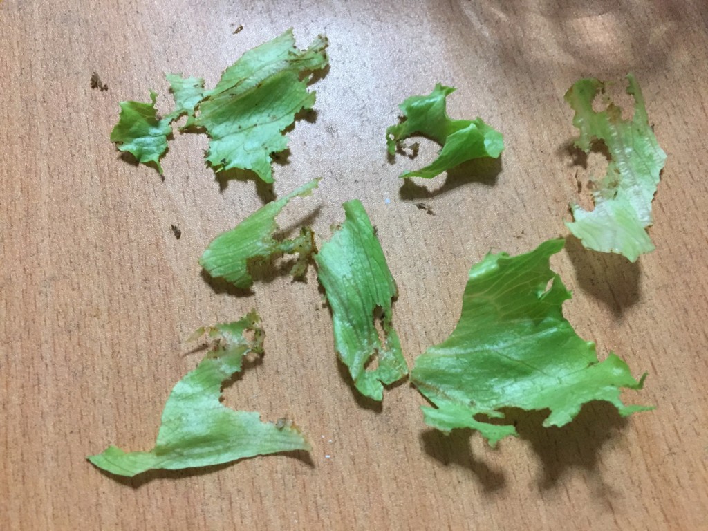 f:id:say-01:20161006165431j:plain