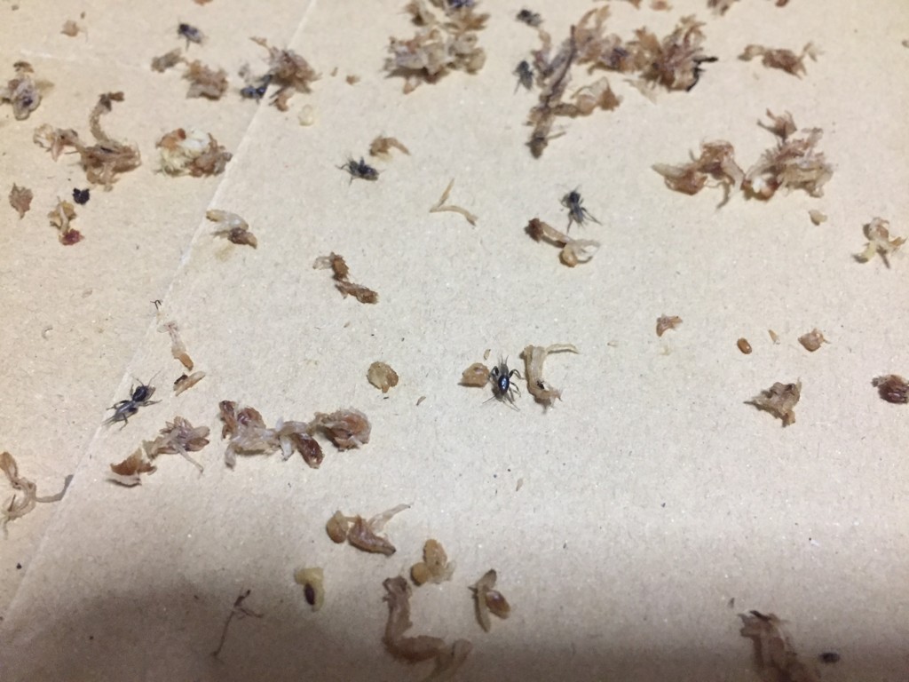 f:id:say-01:20161006170320j:plain