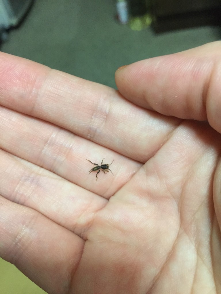 f:id:say-01:20161006170425j:plain