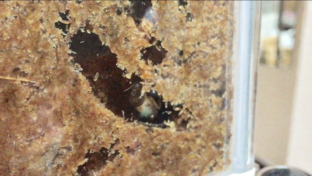 f:id:say-01:20161128134620j:plain