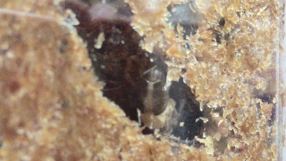 f:id:say-01:20161128135228j:plain