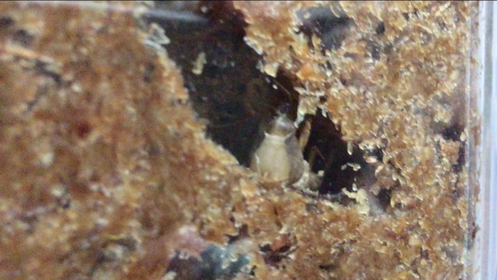 f:id:say-01:20161128135459j:plain