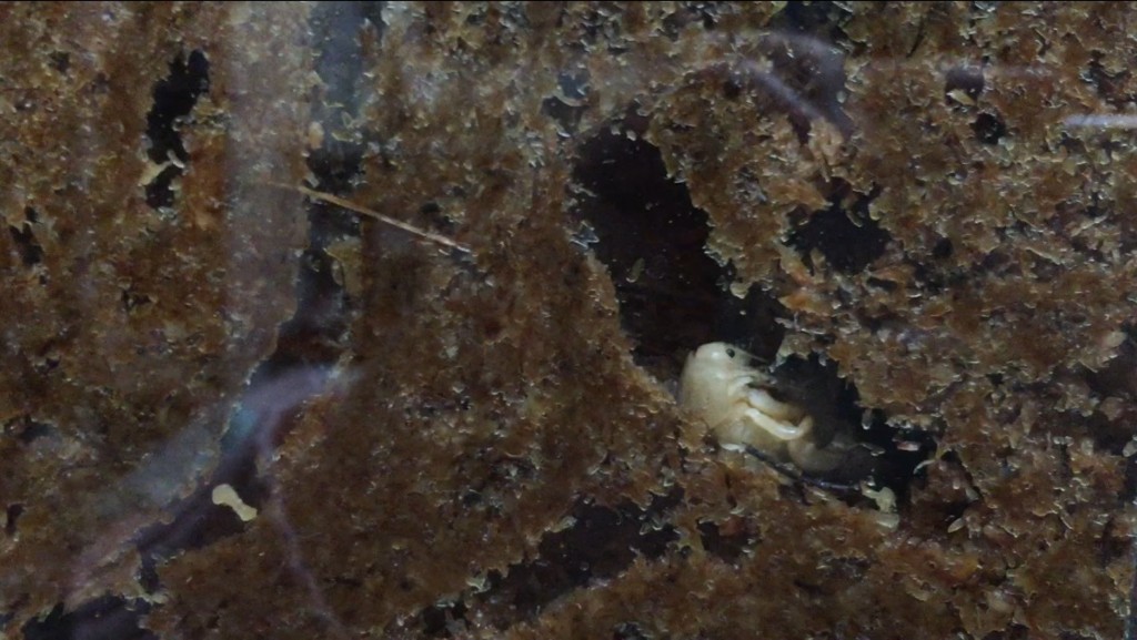 f:id:say-01:20161128135736j:plain