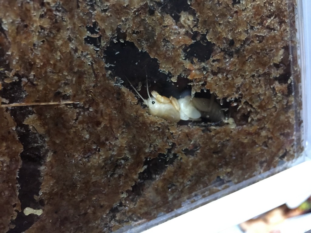 f:id:say-01:20161128140521j:plain