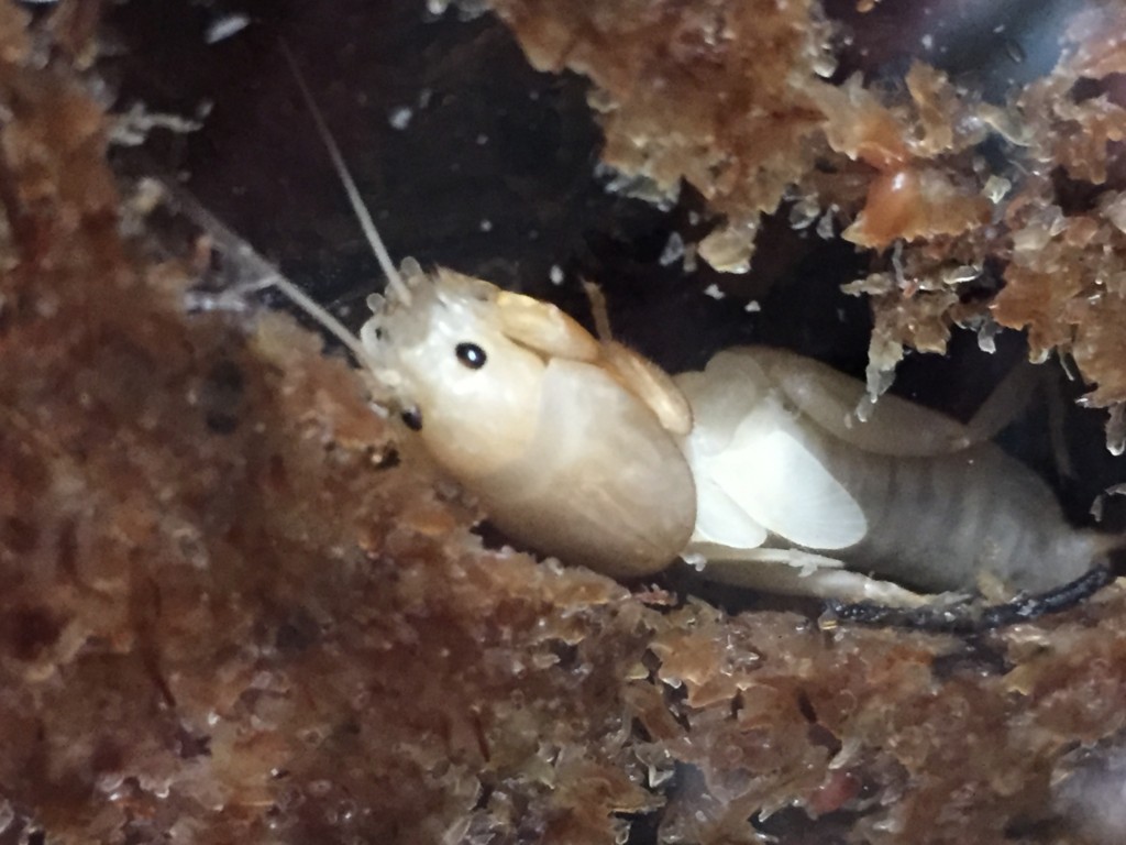 f:id:say-01:20161128140936j:plain