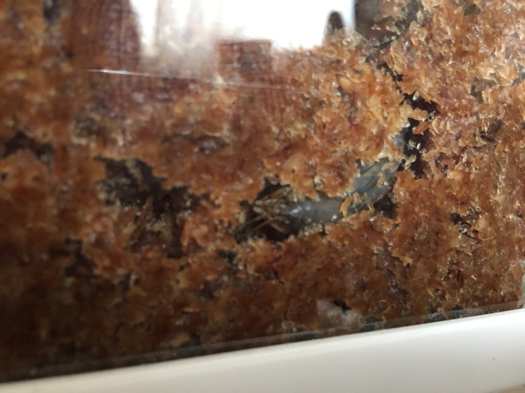 f:id:say-01:20161128141525j:plain