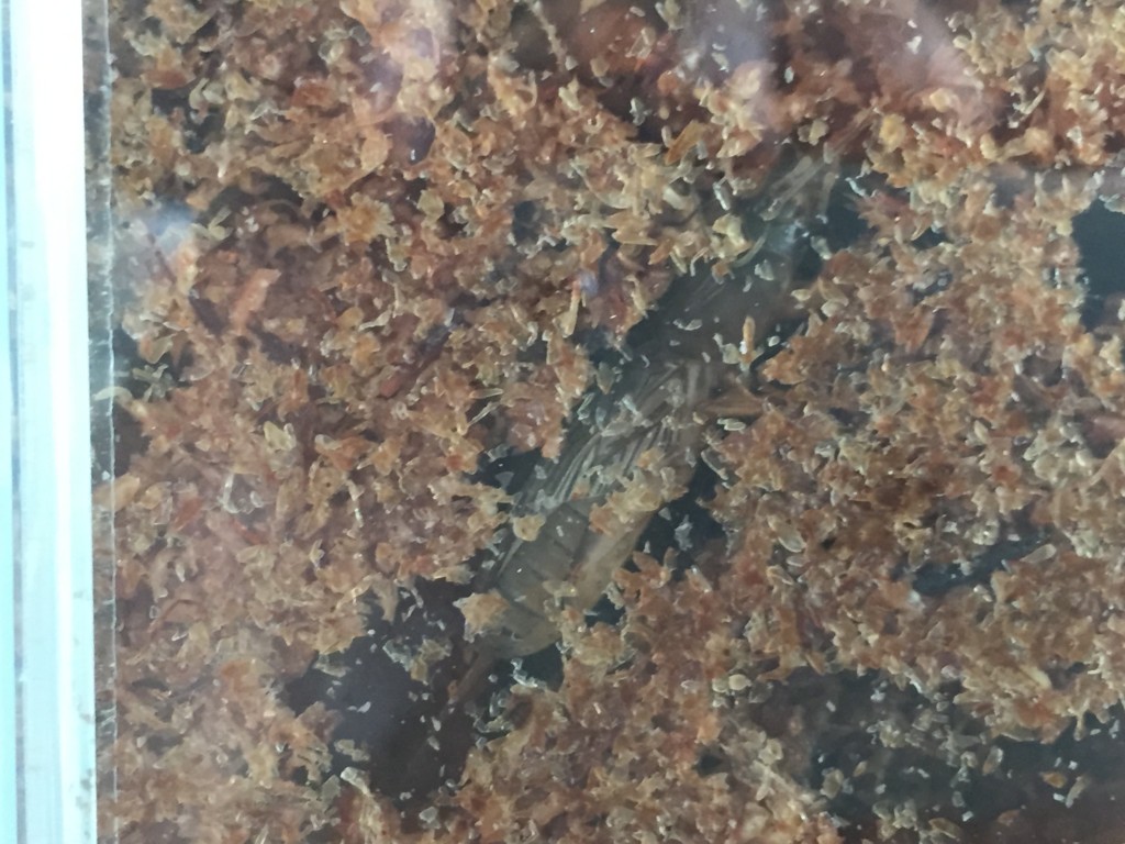 f:id:say-01:20170116122916j:plain