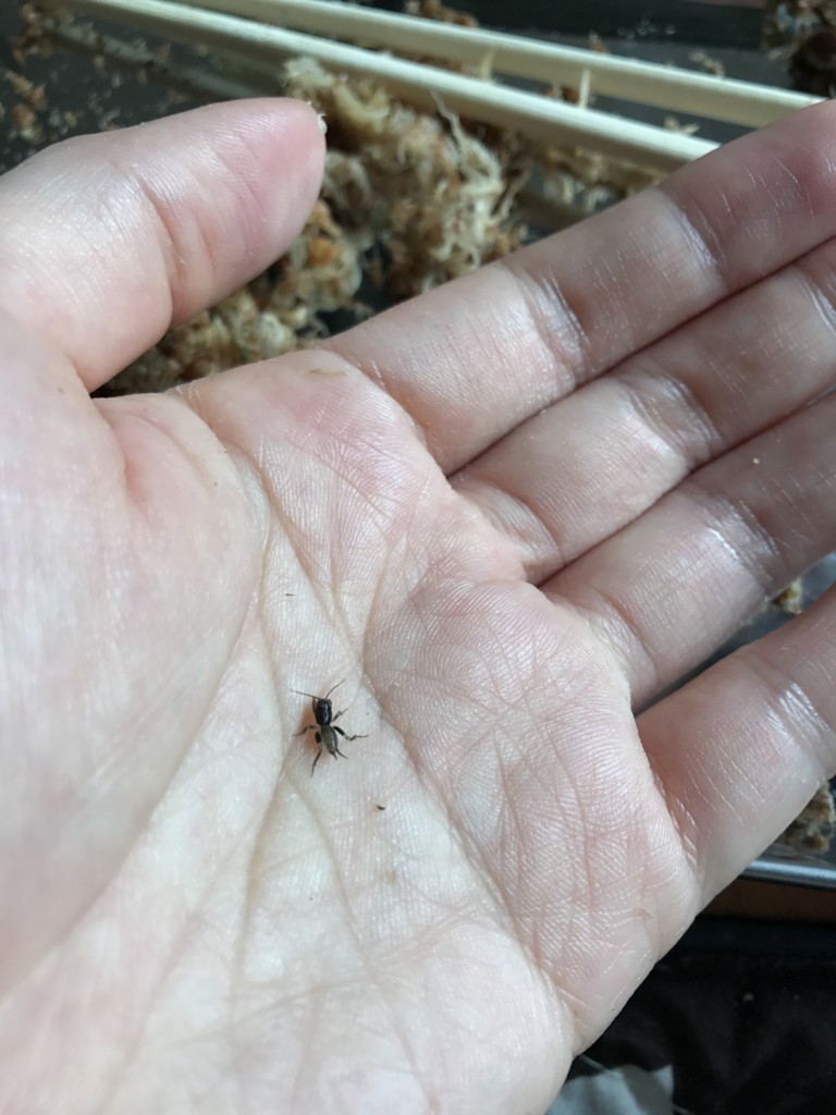 f:id:say-01:20170711121415j:plain