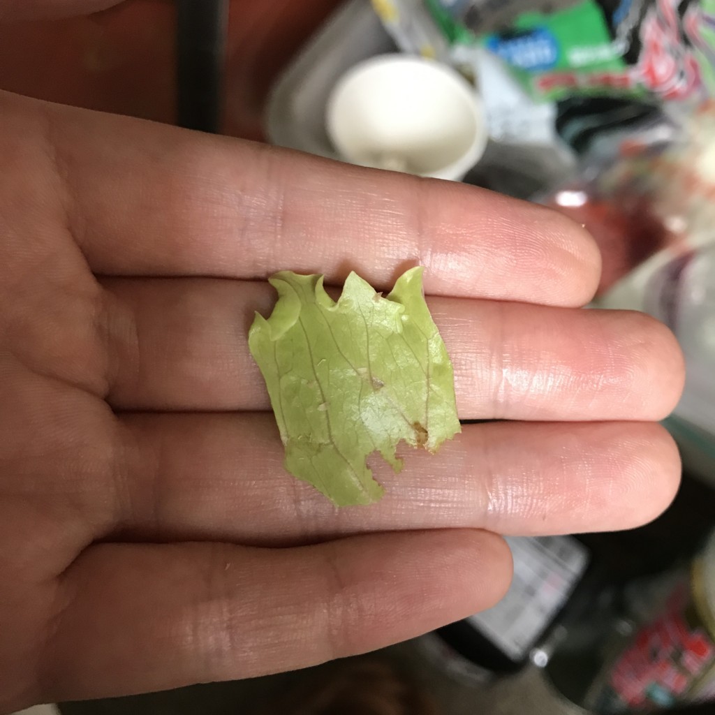 f:id:say-01:20170730194015j:plain