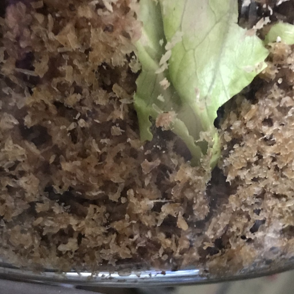 f:id:say-01:20170924221234j:plain f:id:say-01:20170924221234j:plain