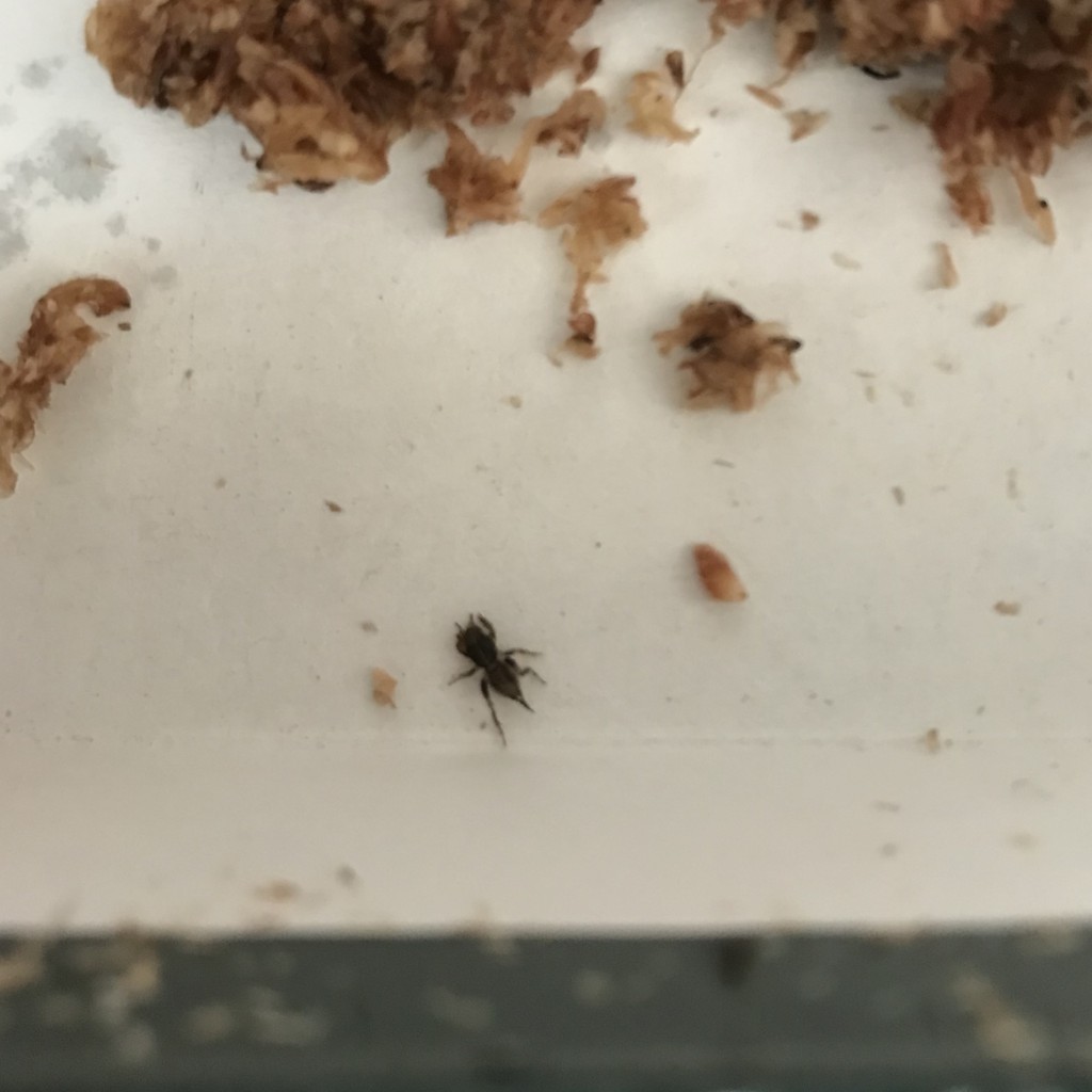 f:id:say-01:20180315170600j:plain f:id:say-01:20180315170600j:plain