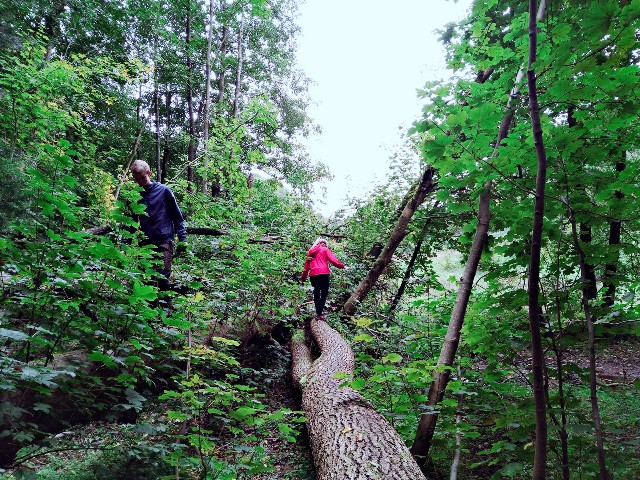 f:id:saya1226km:20181110030114j:image f:id:saya1226km:20181110030114j:image