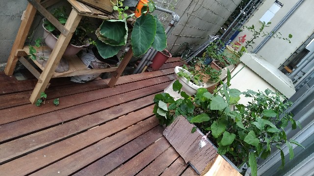 f:id:saya1226km:20200807011530j:image