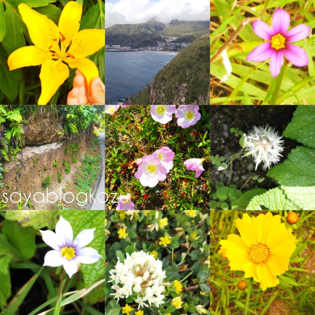 f:id:sayablogkozu:20210508082852j:image f:id:sayablogkozu:20210508082852j:image