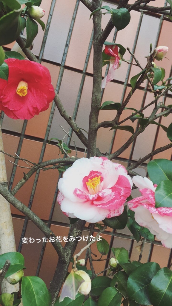 f:id:sayaca0630:20170319234140j:plain f:id:sayaca0630:20170319234140j:plain