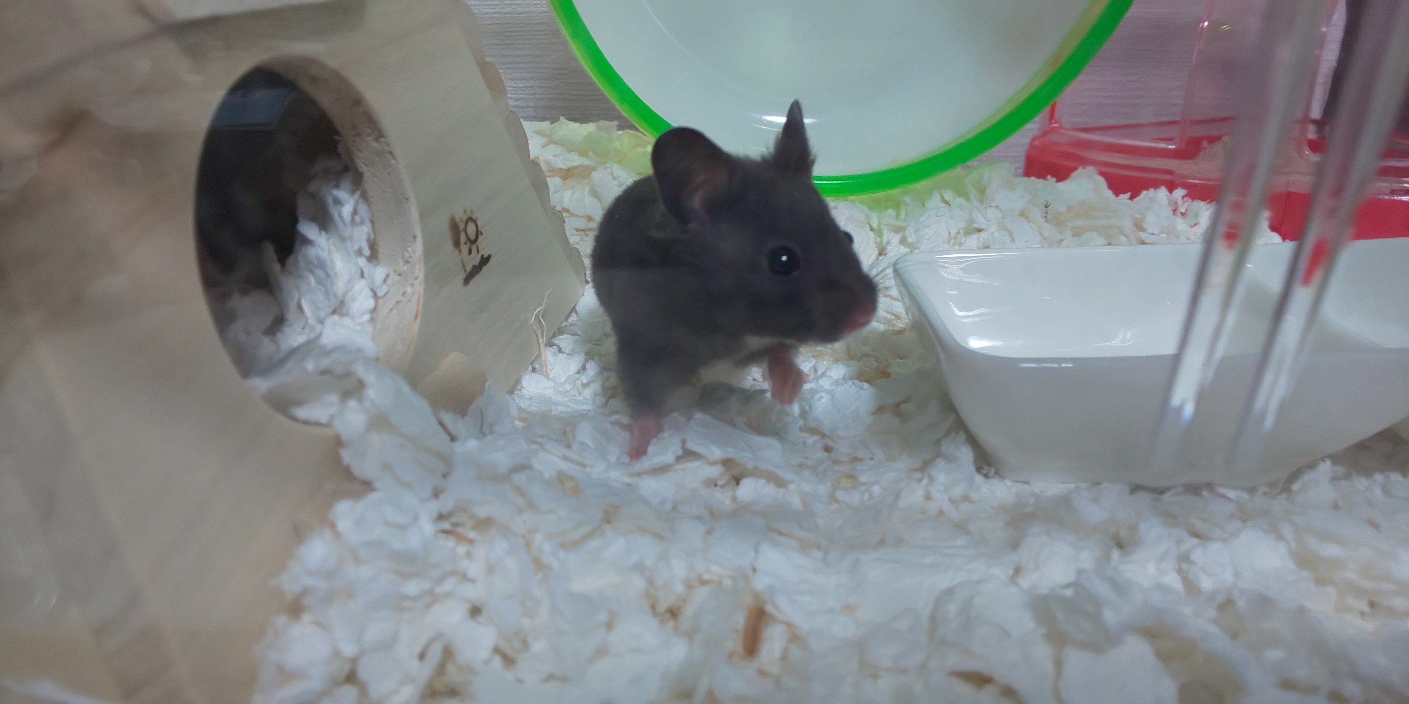 f:id:sayaham:20190911091354j:image