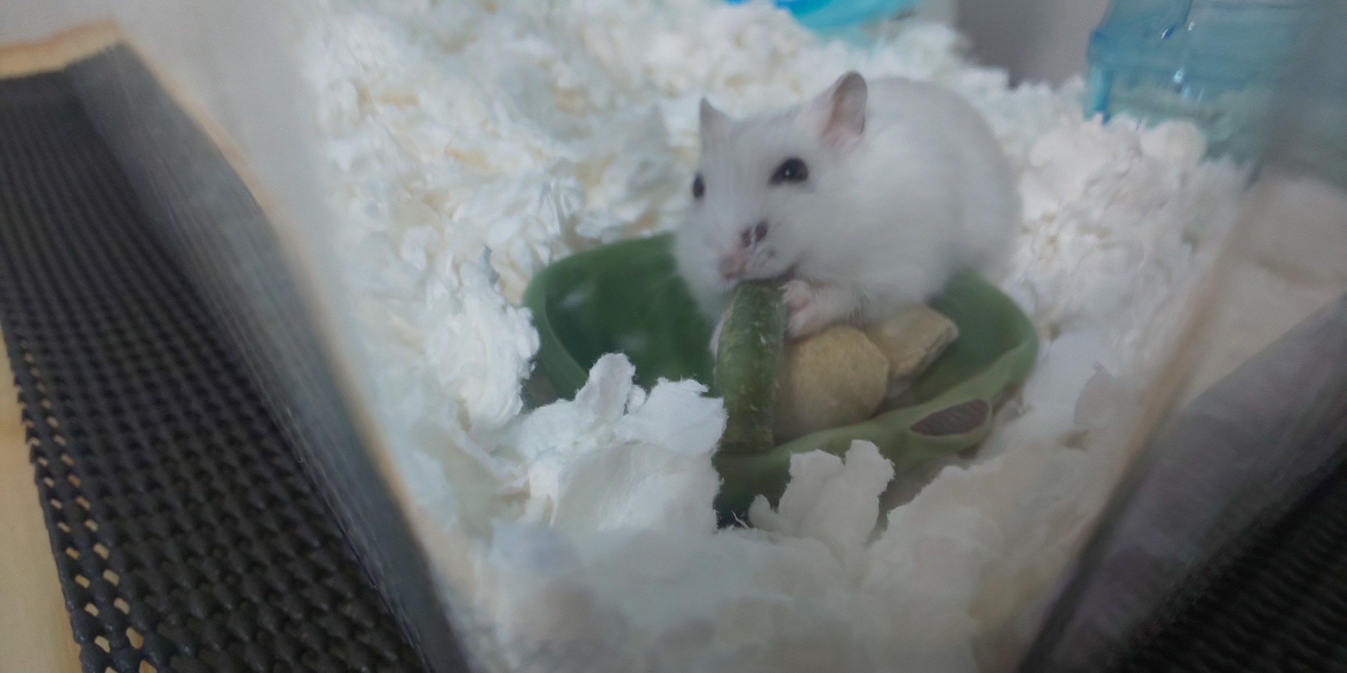 f:id:sayaham:20190913215658j:image