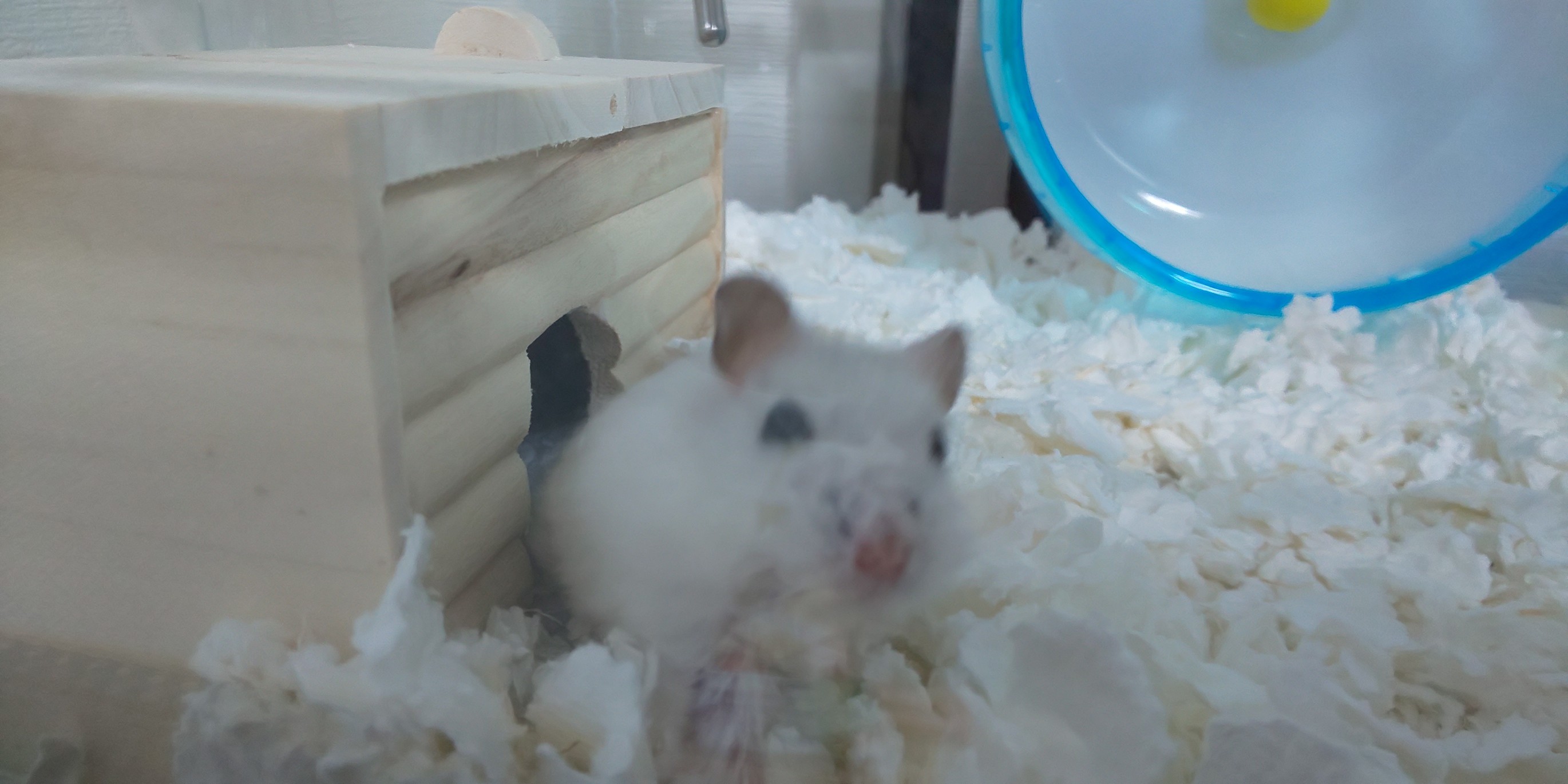 f:id:sayaham:20190914211021j:image