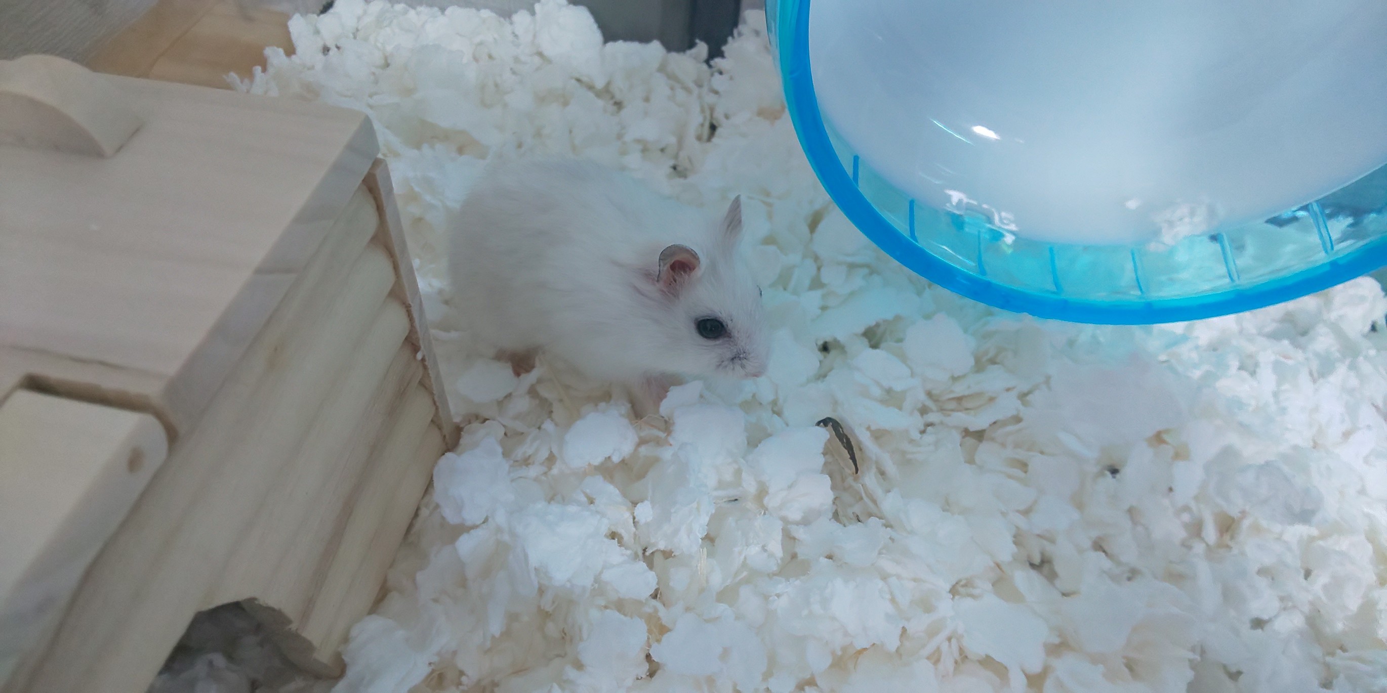 f:id:sayaham:20190914211144j:image