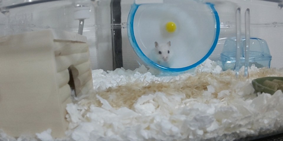 f:id:sayaham:20190917215911j:image