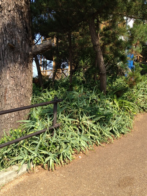 f:id:sayakaloe:20150412023236j:plain f:id:sayakaloe:20150412023236j:plain