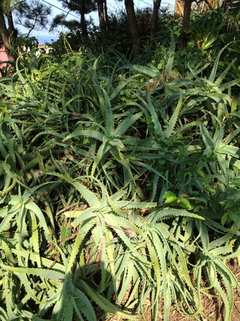 f:id:sayakaloe:20150412023325j:plain f:id:sayakaloe:20150412023325j:plain