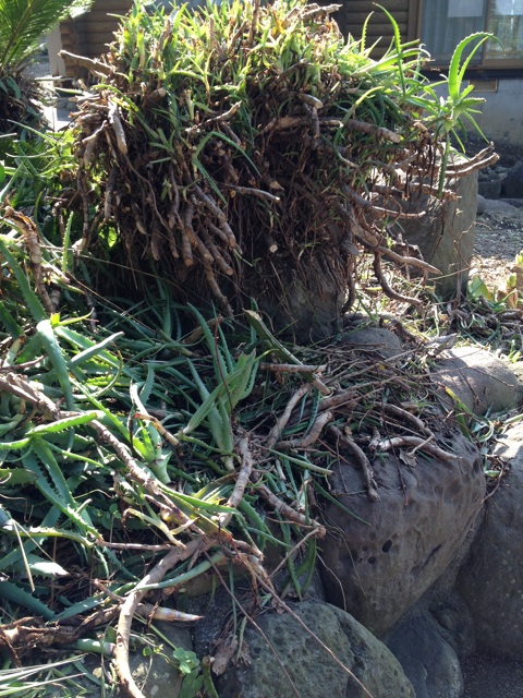 f:id:sayakaloe:20150412023447j:plain f:id:sayakaloe:20150412023447j:plain