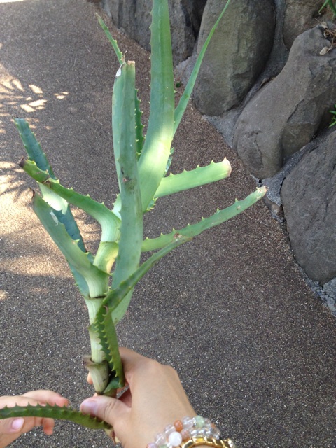f:id:sayakaloe:20150412023552j:plain f:id:sayakaloe:20150412023552j:plain