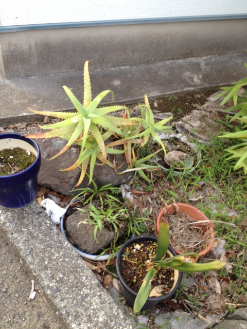 f:id:sayakaloe:20150412024007j:plain f:id:sayakaloe:20150412024007j:plain