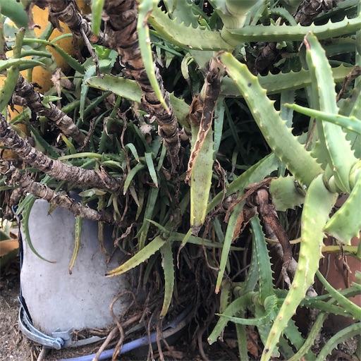 f:id:sayakaloe:20190226214618j:image