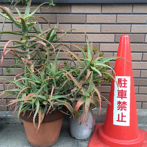 f:id:sayakaloe:20190227160952j:image