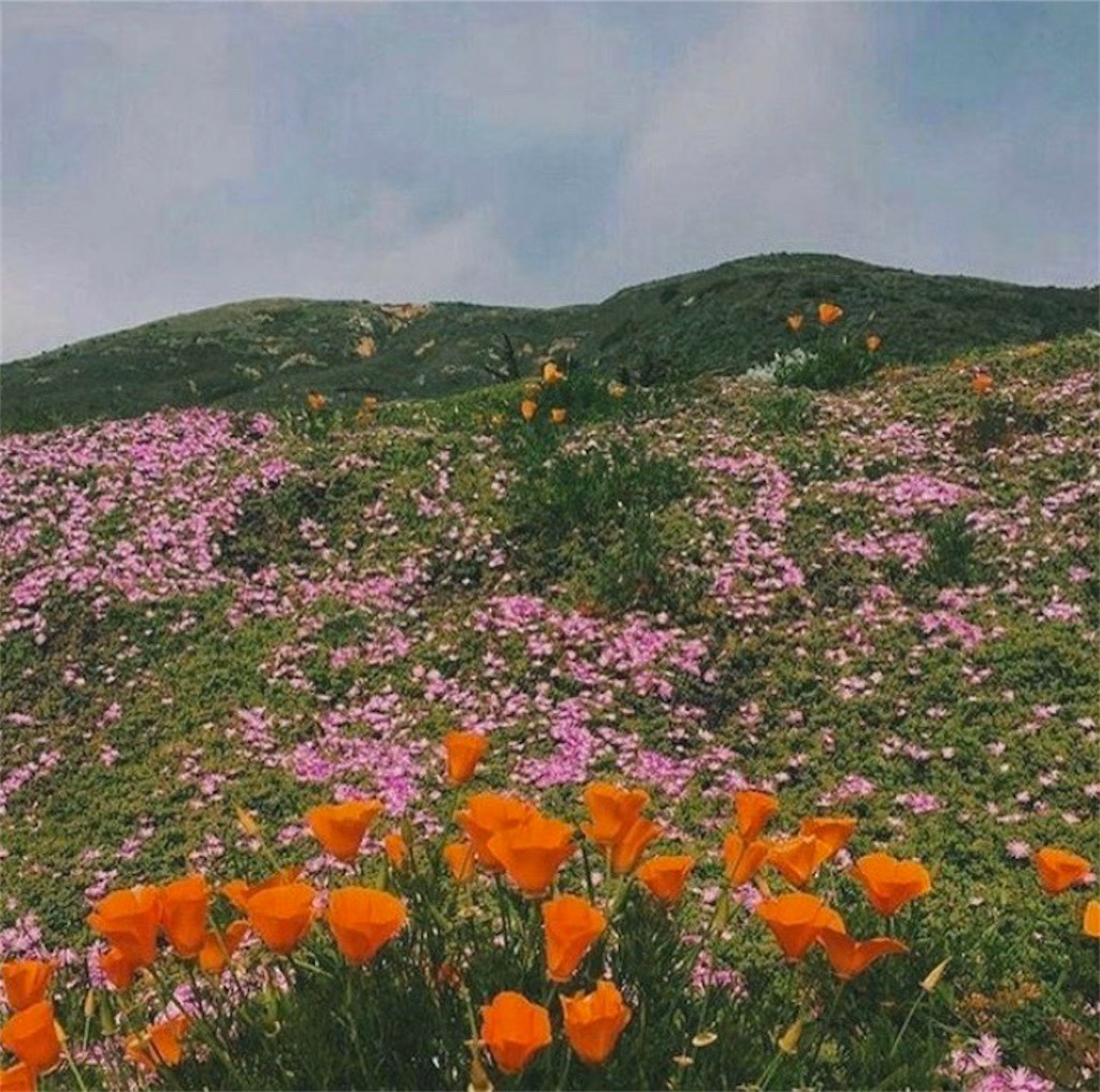 自律神経を整え癒されるモダンな育てやすい観葉植物の効果と一人暮らしにおすすめ5選 32歳独身女 仕事しない子ちゃん