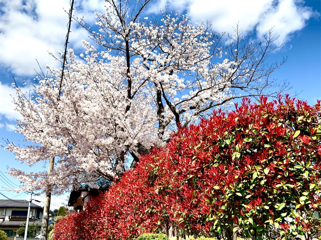 f:id:sayama0293:20200414211217j:image f:id:sayama0293:20200414211217j:image