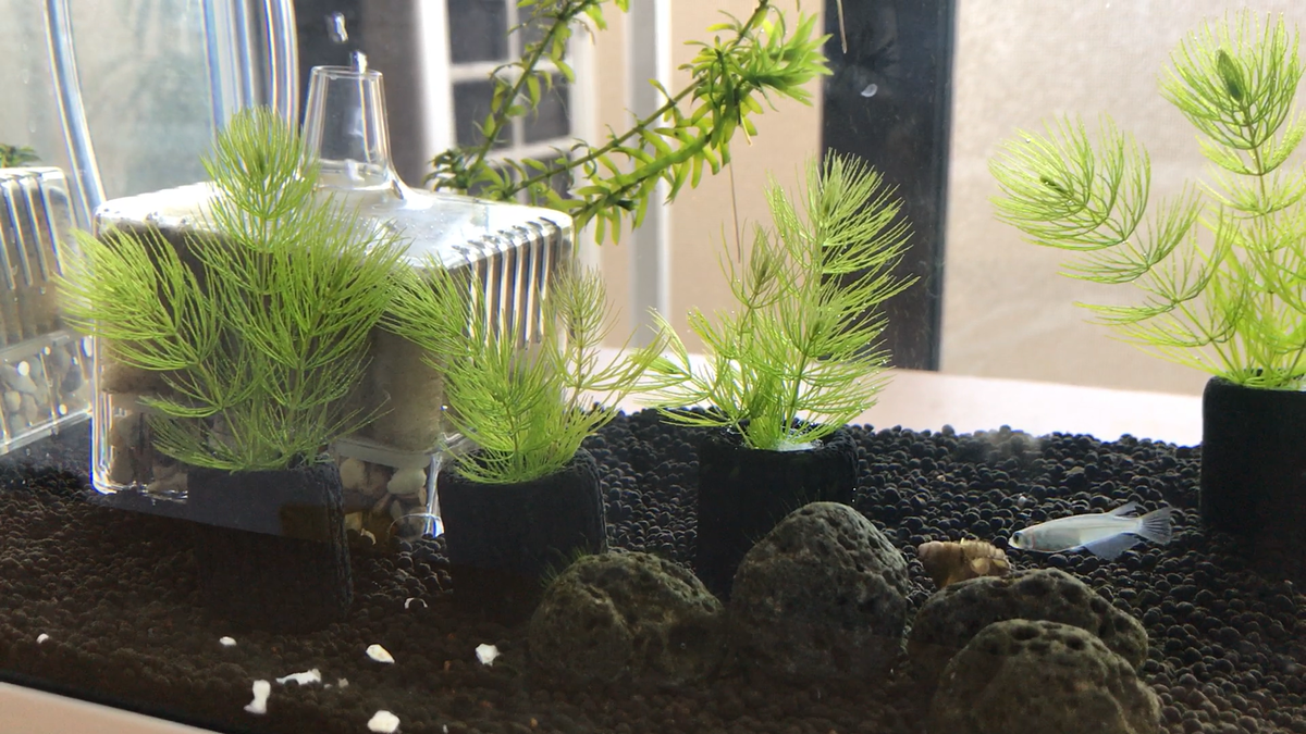 水草とは 動植物の人気 最新記事を集めました はてな