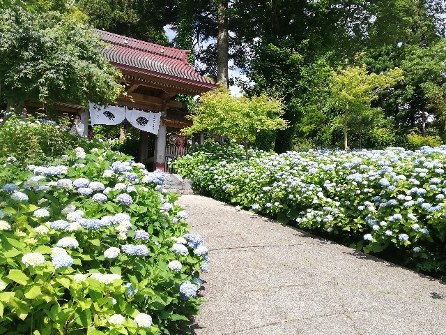 f:id:sayonaradorami:20200621191621j:image