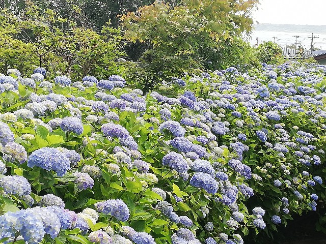 f:id:sayonaradorami:20200621191637j:image
