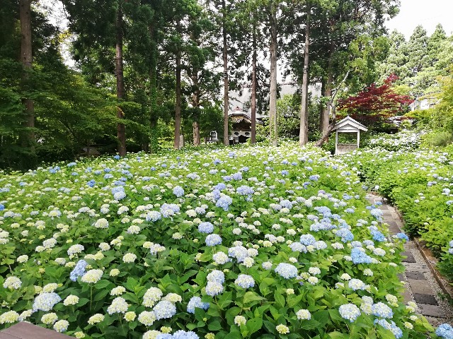 f:id:sayonaradorami:20200621191716j:image
