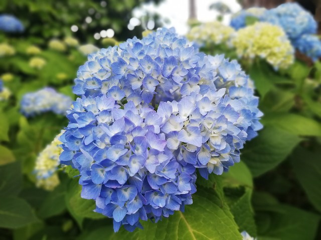 f:id:sayonaradorami:20200621191727j:image