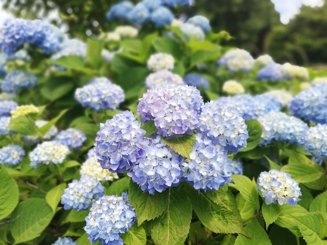 f:id:sayonaradorami:20200621191737j:image