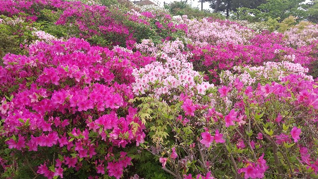 f:id:sayonaradorami:20230516154639j:image
