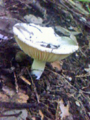 20081013172107